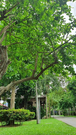 Others 5, Ruen Purksa Resort, Muang Prachuap Khiri Khan