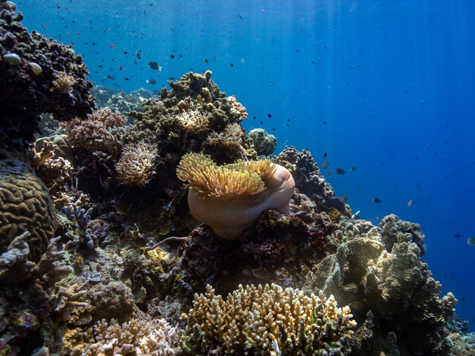 Others 5, Reconnect - Private Island Resort & Dive Center - Togean Islands, Tojo Una-Una