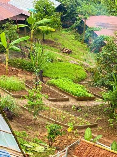 Garden 4, Baan Suan Pha Mi, Mae Sai