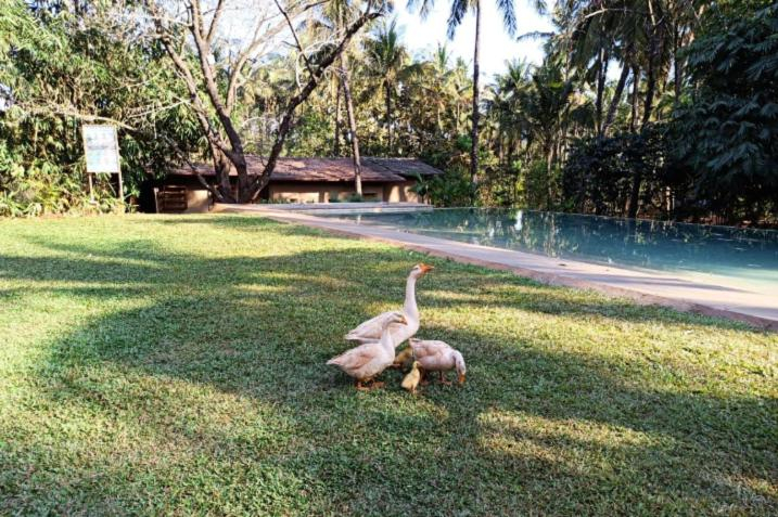 Others 5, orchard resort, Belgaum
