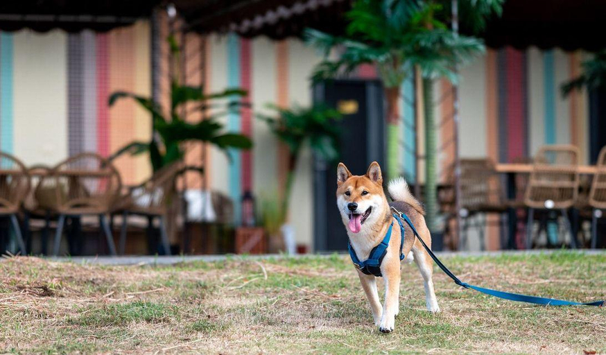 Others 4, Pet Taitung Rainbow Maison Resort Hotel, Taitung