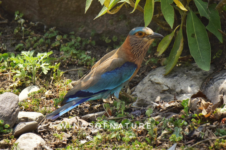 Others 5, The Corbett Rajae Homestay, Garhwal