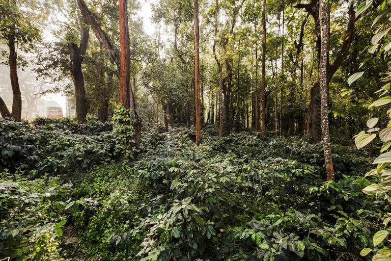 Surrounding environment 3, Samarya Chikkamagaluru, Chikmagalur