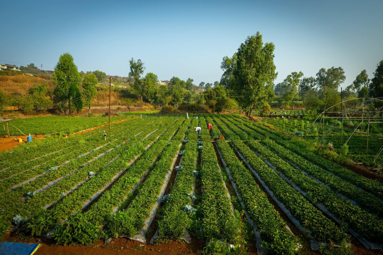 Others 5, ROOMA Resedency Mahableshwar, Satara
