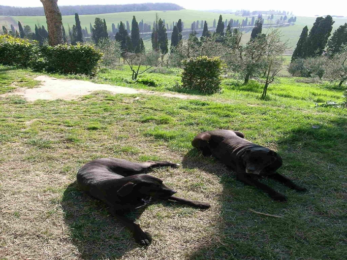 5, Nice Apartment in Guasticce With Pool, Livorno