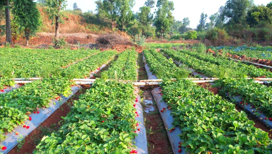 Others 2, ROOMA Resedency Mahableshwar, Satara