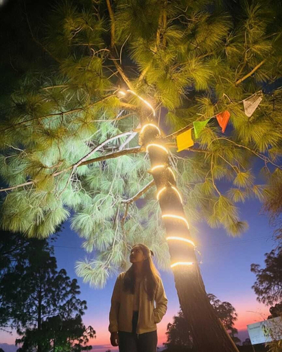 Others 5, The Pine Paradise, Solan