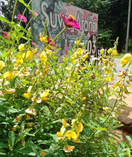 Others 4, Nethu Herbal Villa, Hingurakgoda
