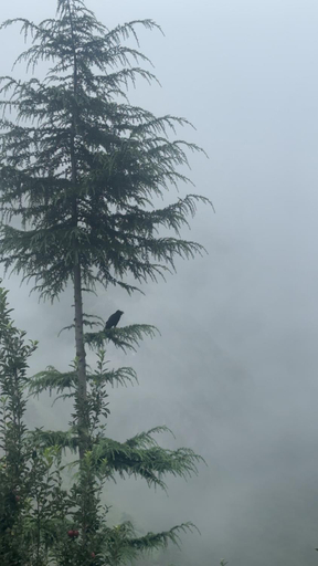 Others 5, Organic Stays, Kullu