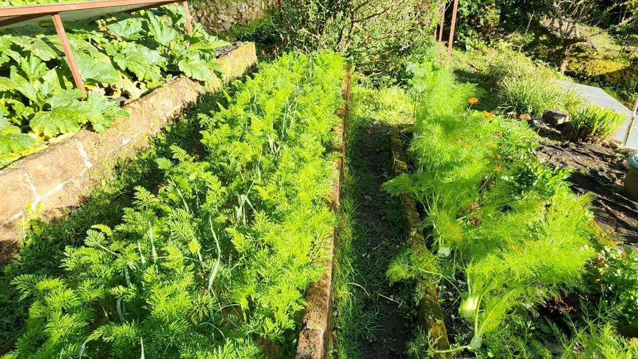 Garden 4, Wild on the Farm, Boquete Cloud Forest Lodge, Boquete