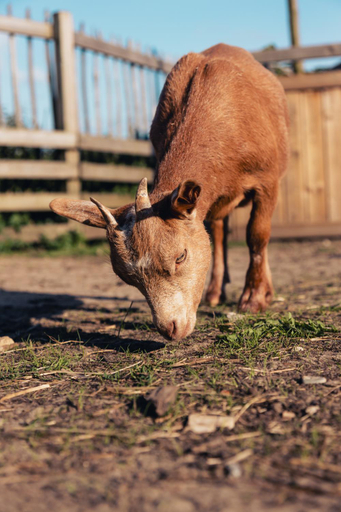 2, AMANI - Aap, Antwerpen