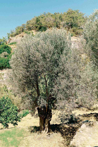 Others 4, Δωματια Κοκκινος Πυργος, North Aegean