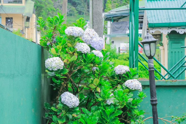 Others 3, Grace, Nuwara Eliya