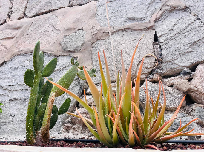 Garden 3, Villa Nautica Puerto Rico by Alquiler de Seo, Las Palmas