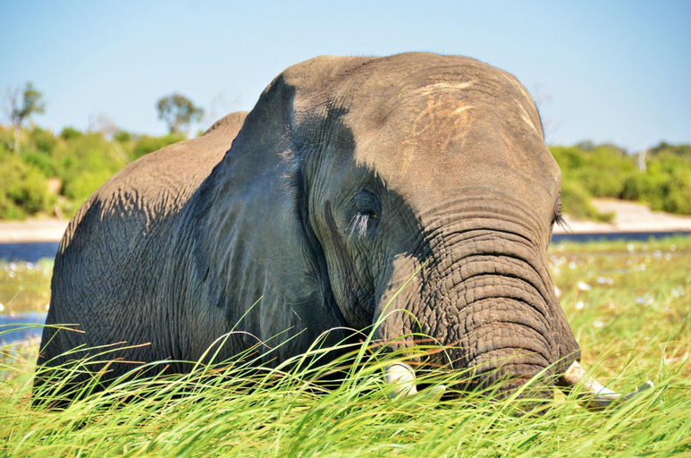 Others 3, Thebe River Safaris, Chobe