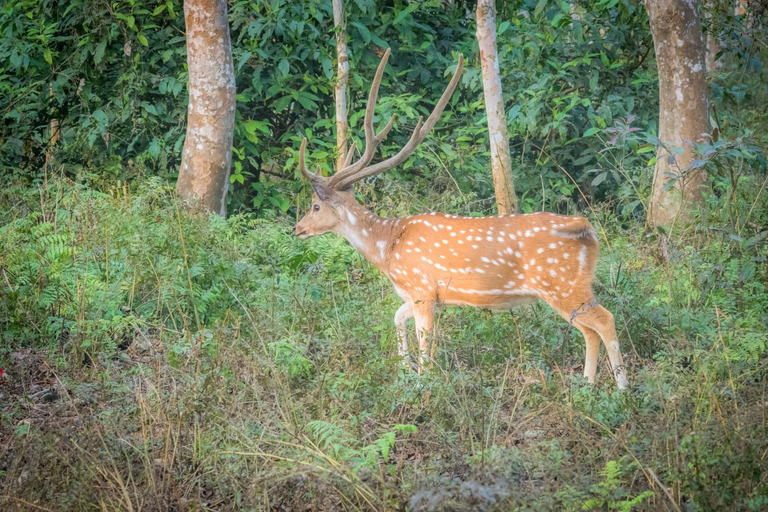 Others 4, Temple Tiger Green Jungle Resort, Lumbini