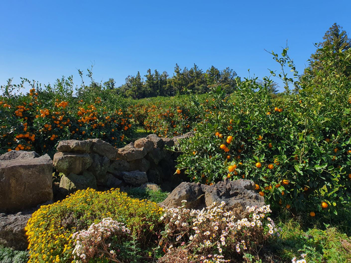Others 3, Jeju Meomuri Pension and Guest Hosue, Seogwipo