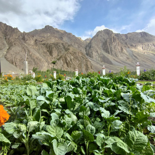 Others 2, The Village Resort Ashuna, Kargil