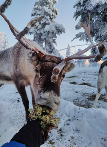 Others 3, Aava Sky Village, Lapland