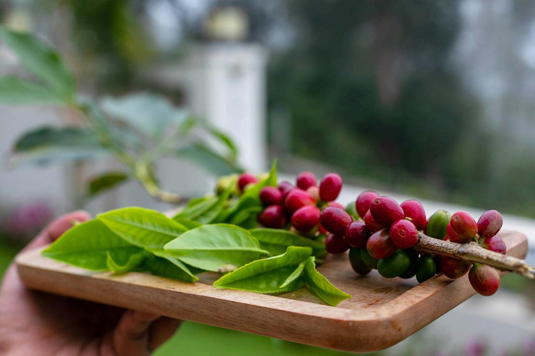 Food & Drinks 4, StayVista at Aashirwaad Villa, The Nilgiris