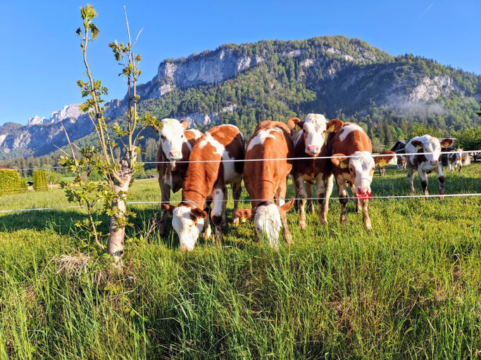 Others 5, Bauernhof Lampererhof, Kitzbühel