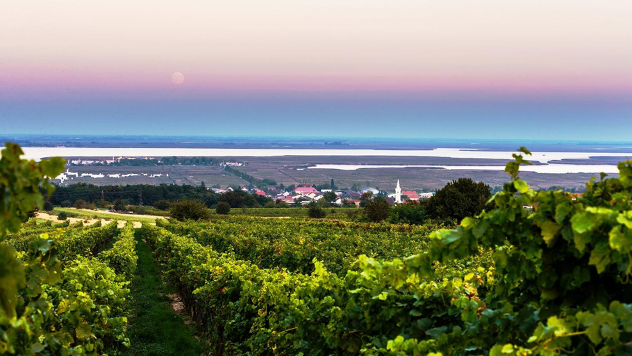 Others 3, Weingut Franz Schindler, Eisenstadt Umgebung