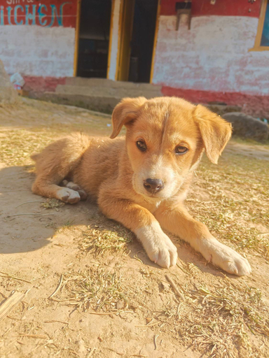 Others 2, Shiva Guest House, Kullu