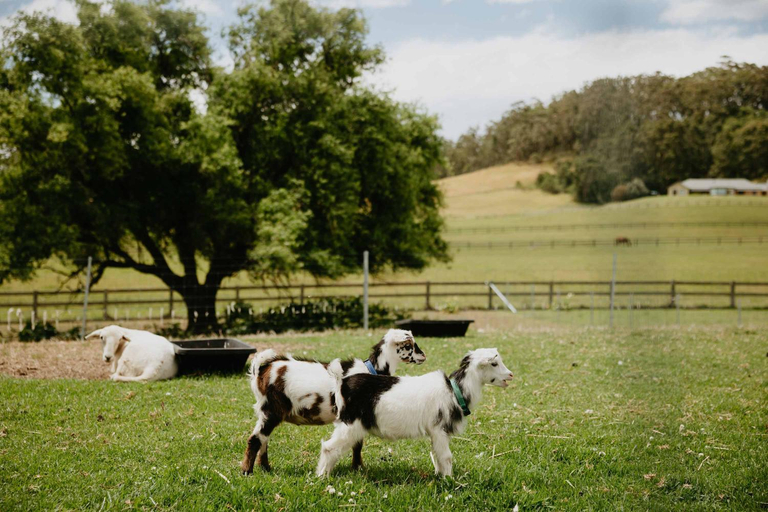 4, Moraea Farm, Berry - by Linnaeus Collection, Shoalhaven - Pt B