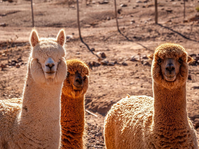 Others 5, Rooilande Guest Farm, Central Karoo