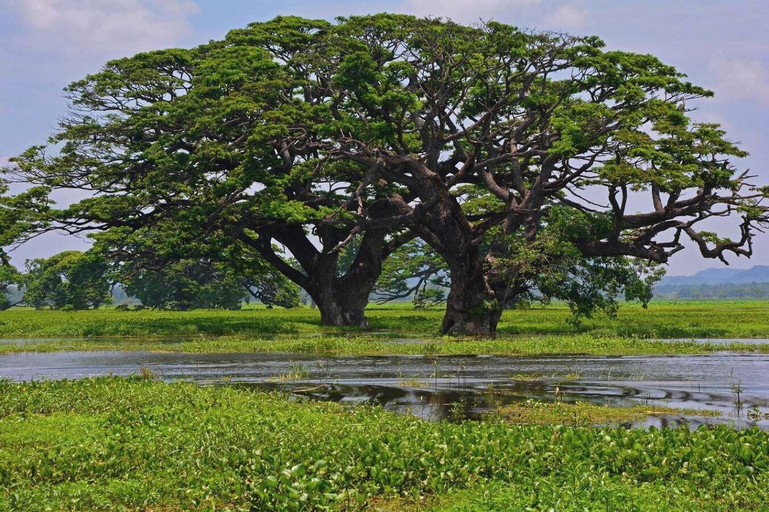 Miscellaneous 2, Yala Eagle Nest, Thissamaharama