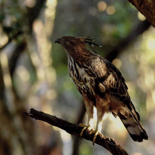 Miscellaneous 4, Yala Eagle Nest, Thissamaharama