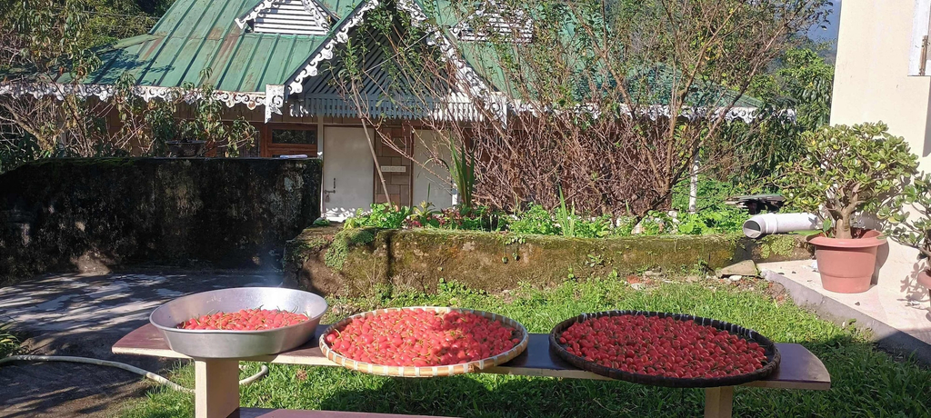 Terrace/patio, Springhill Farmstead, West Sikkim