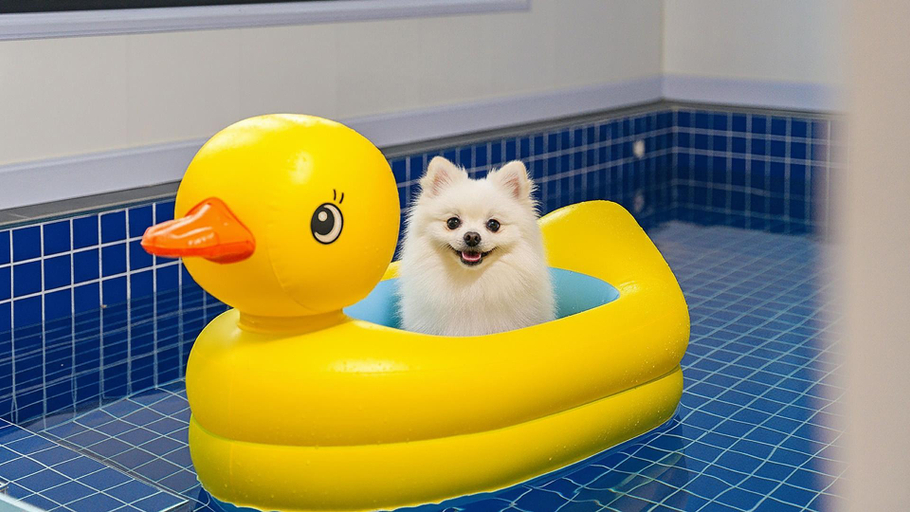 Sport & Beauty 4, Anmyeondo Town 1967 Dog Pool Villa, Taean