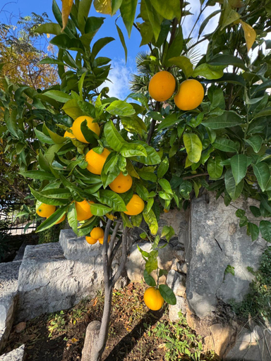 4, Castello degli Aranci Eco Resort