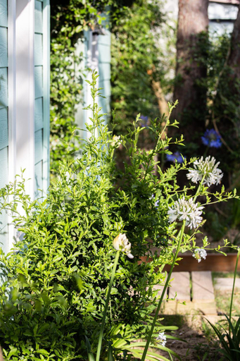 Garden 3, Koru House, n.a289