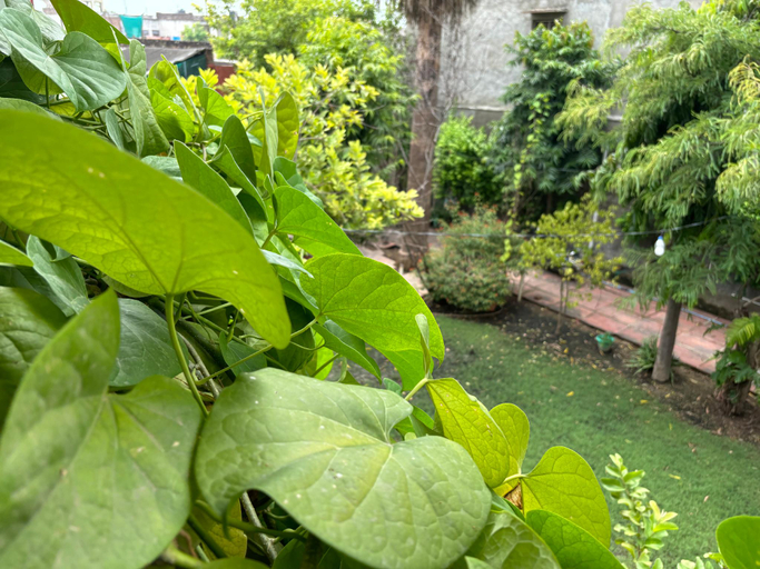 Others 4, Jungle Lodge, Bharatpur