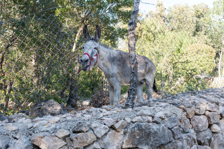 Others 5, CASA DE PIEDRA, Baleares