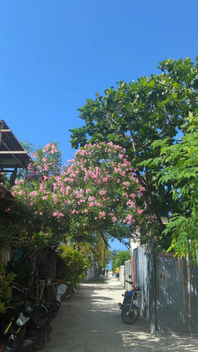 Others 4, IRIS Beach Residence, Guraidhoo