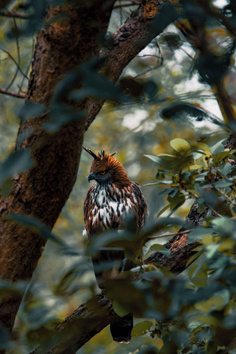 Safari 2, The Forest Chapter By Sayaji Madhai, Hoshangabad