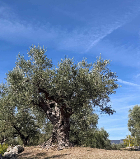 Room 3, Casale Vecchio Abruzzo Countryside Spacious and Authentic Private Villa With Pool in an Olive Grove, Pescara