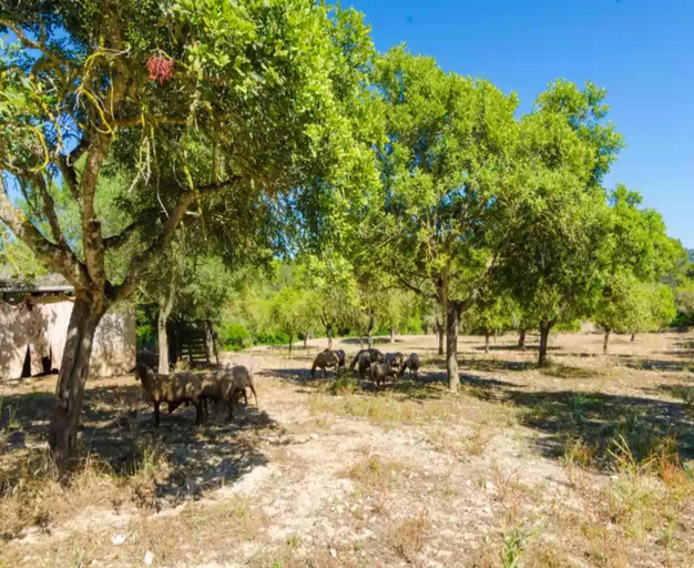 Others 4, S'aresta Den Rumbet - Villa With Private Pool, Baleares