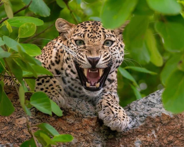 Safari 4, Ridge Aravalli - A Luxury Valley View Resort in Ranakpur, Udaipur