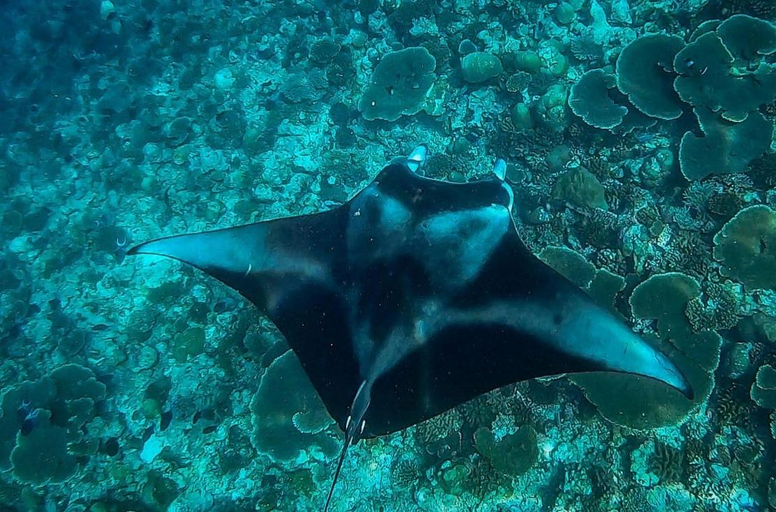 Others 4, Hudhuvelimaldives