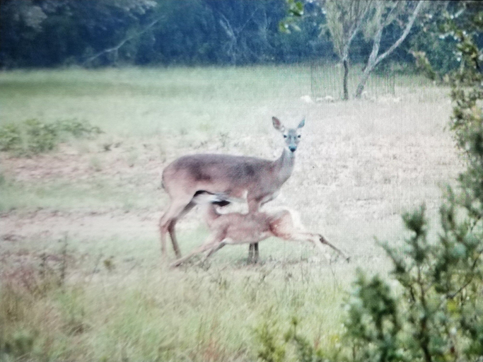 Miscellaneous 3, Hideaway Cabin 3 Bedroom Cabin, Uvalde