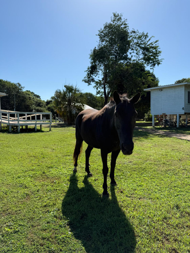 Others 5, Horse Cottage