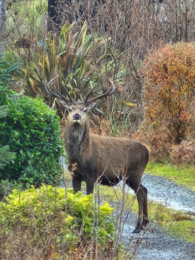Others 5, Balmoral Skye, Highland