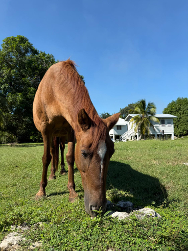 Others 4, Horse Cottage