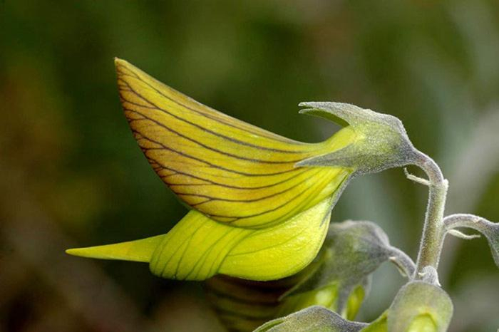 Others 5, Colibri Loc, Maine-et-Loire