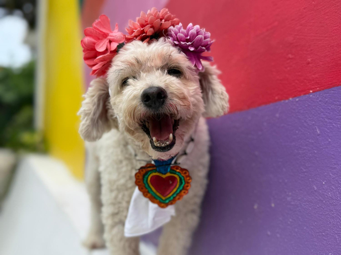 Others 5, "Casitas Arcoiris" Excelente ubicacion - Petfriendly, Isla Mujeres