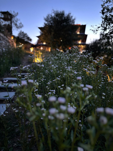 Others 4, The Wild Sakura, Nainital